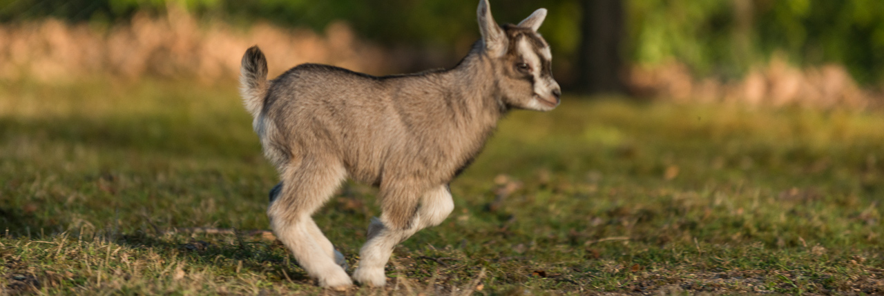 Zicklein Wildpark Saarbrücken