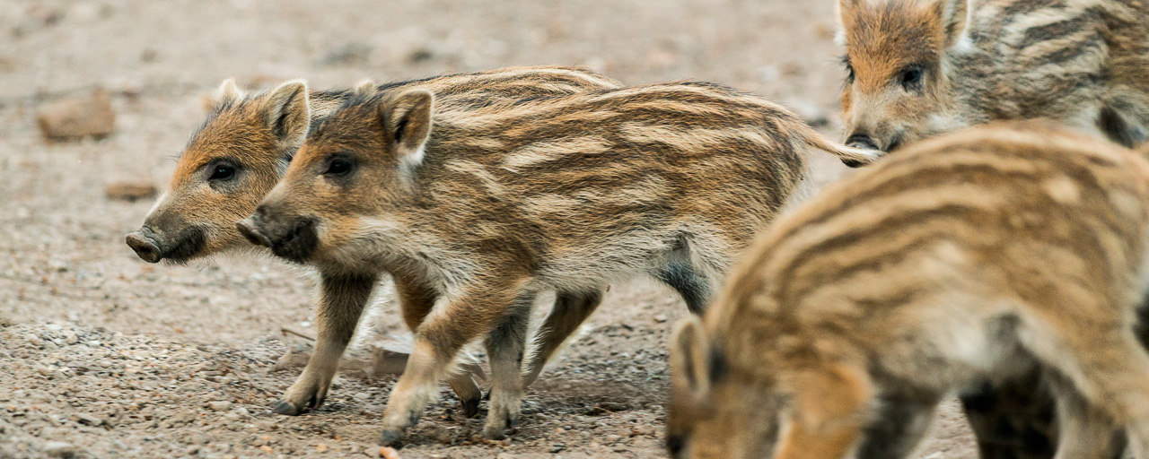 Frischlinge Wildpark Saarbrücken