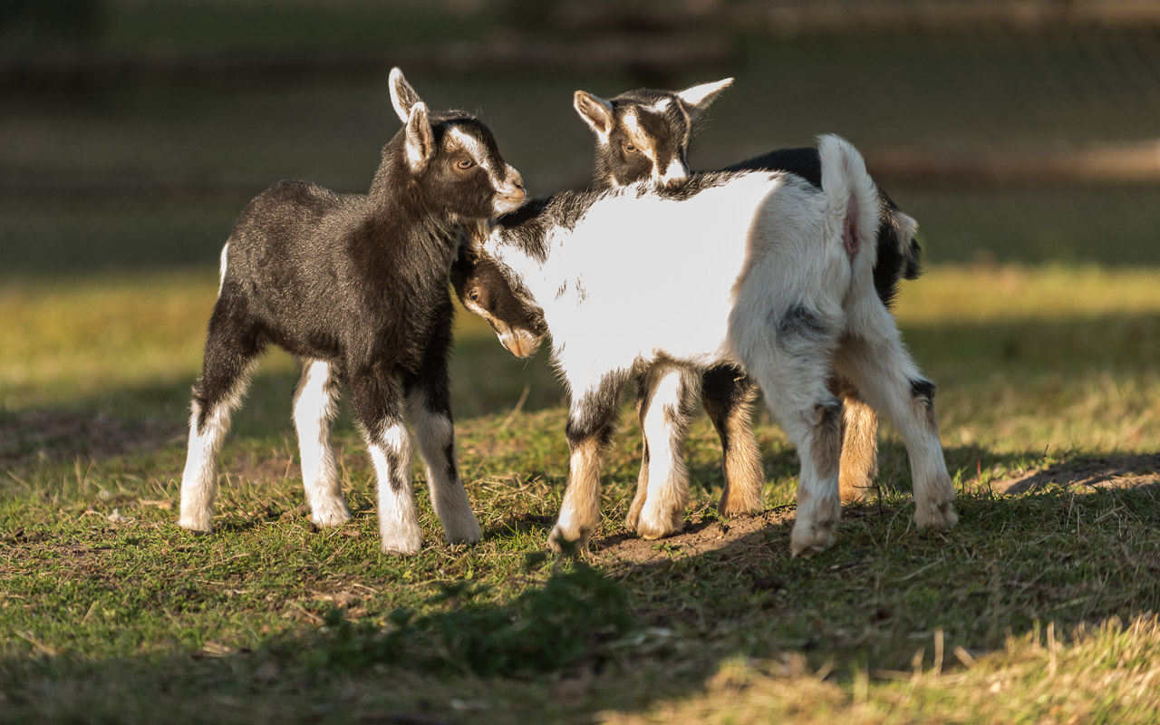 Zicklein Wildpark Saarbrücken