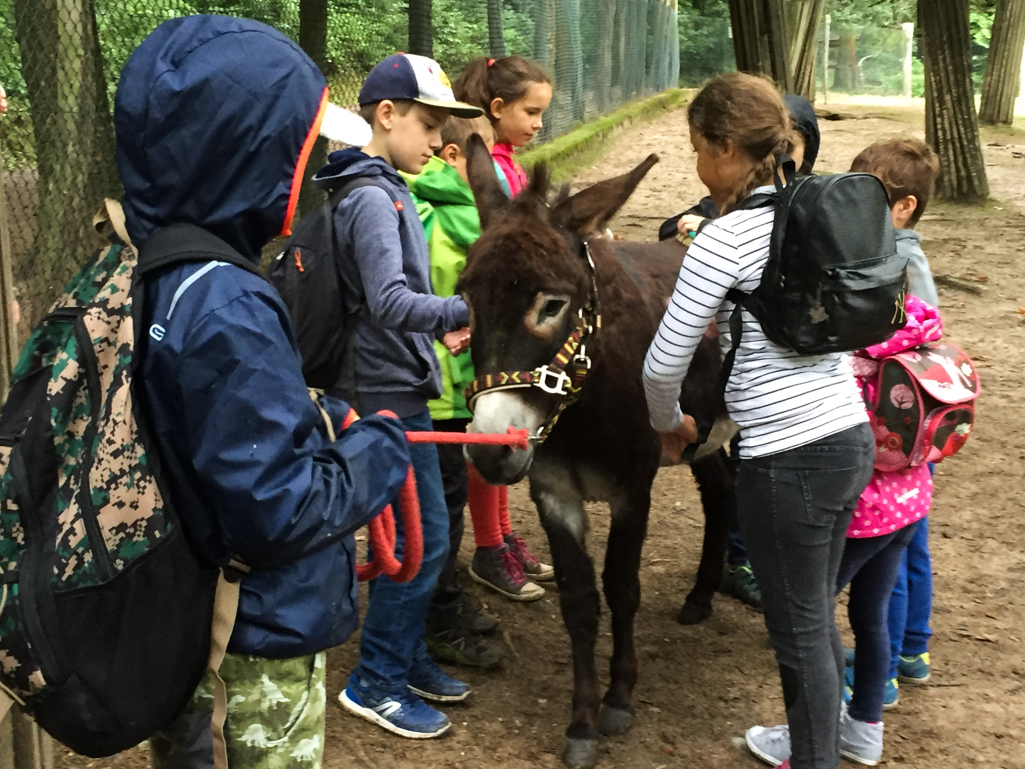 Esel-Trekking Wildpark Saarbrücken